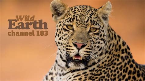 WildEarth Safari Live